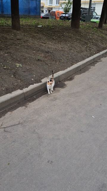 Брошенные кошки Москвы