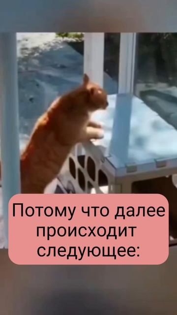Похудел..... #смешныевидео #котики