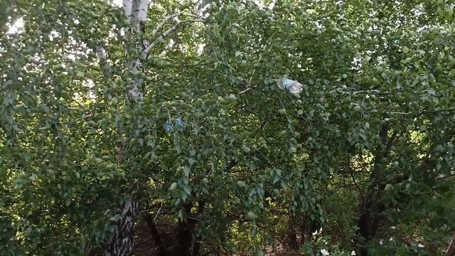 берёзы