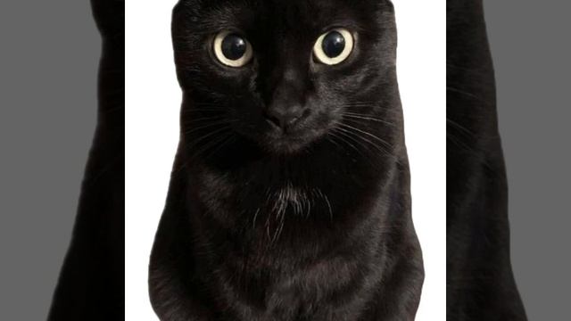 котики