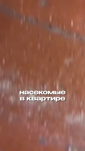 Насекомы в квартире