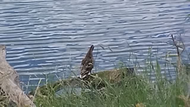 Дикие утки на водоёме.