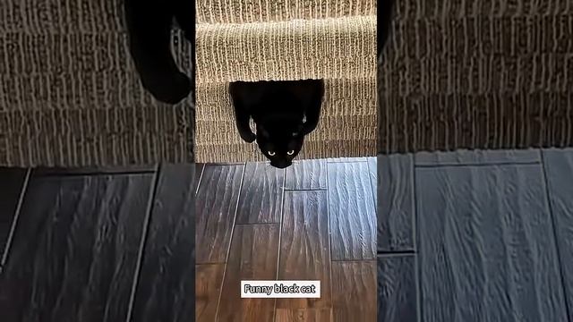 Приколюхи с чёрными котами
