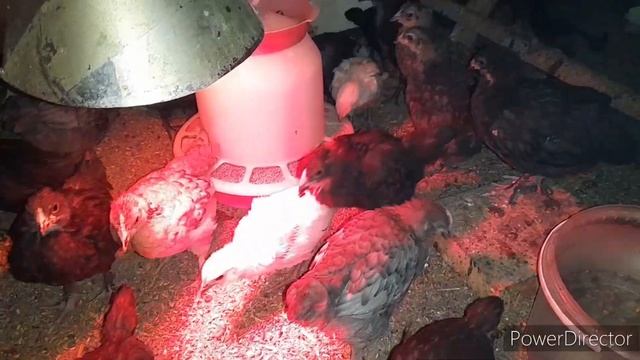 ❗️Цыплятам Витамины, Курам Вкусняшки), Израильскому) Котейке траву!)Chickens, Chickens!