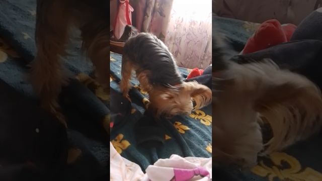 45959.mp4