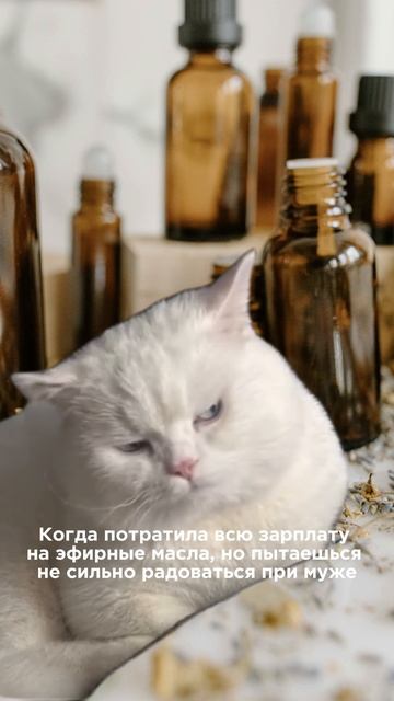 Жизненно, дорогие аромалюди? 🤣

Это мы во время распродажи на цитрусы и хвойные 💚