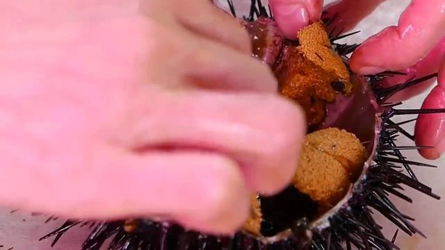 Гигантский морской еж сашими