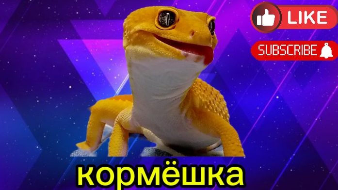 Кормёшка Эублефара