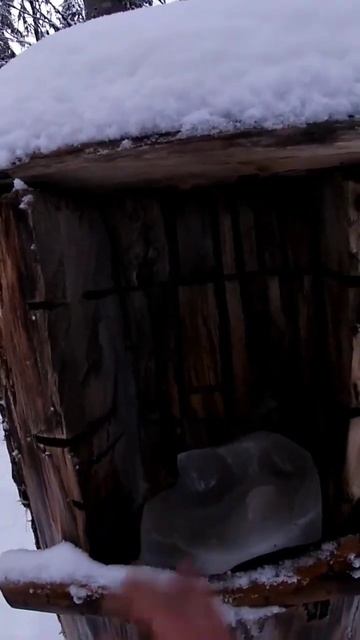 Солонец для лосей