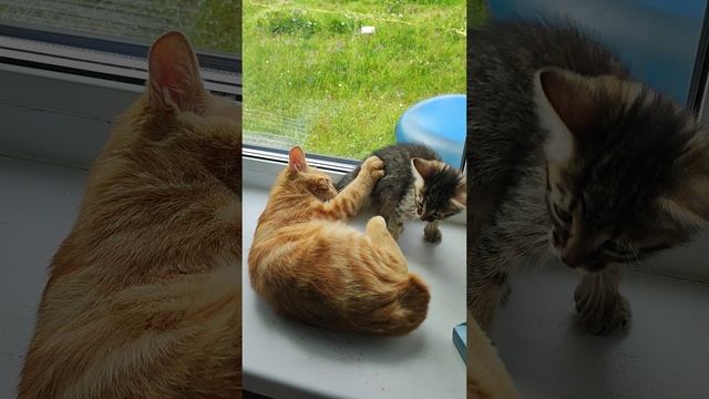 котики