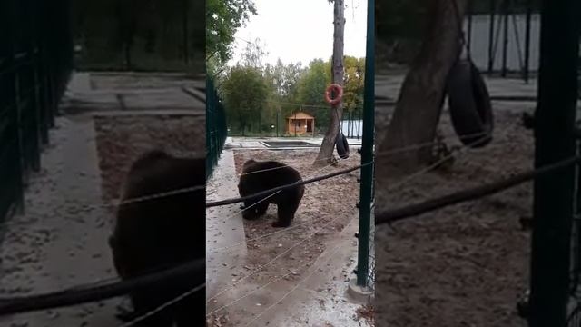 Медведь на своей берлогеПрямая трансляция инстаграм @mansurbear 21.09.19