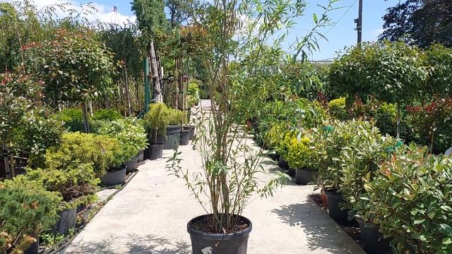 Ива плетёная SALIX VIMINALIS, AMERICANA, PURPUREA, CLT 35