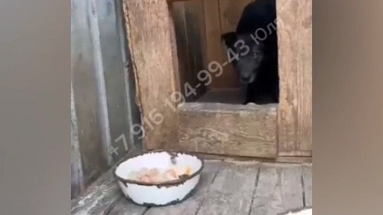 24-06-2025 Спасите Босю!!!