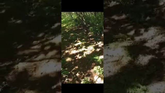 В ЮЖНО-САХАЛИНСКЕ  МЕДВЕДЬ ЗАДРАЛ ЧЕЛОВЕКА НАСМЕРТЬ.