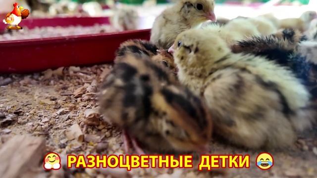 Цыплята и утята милые пушистики растут на радость хозяину (51)