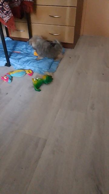 VID_20250622_172437.mp4