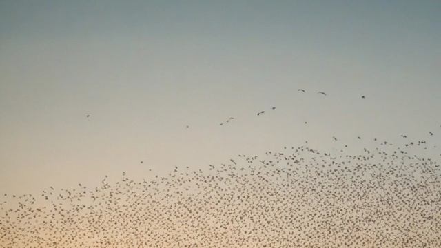 Полет в стае преимущества и секреты синхронности