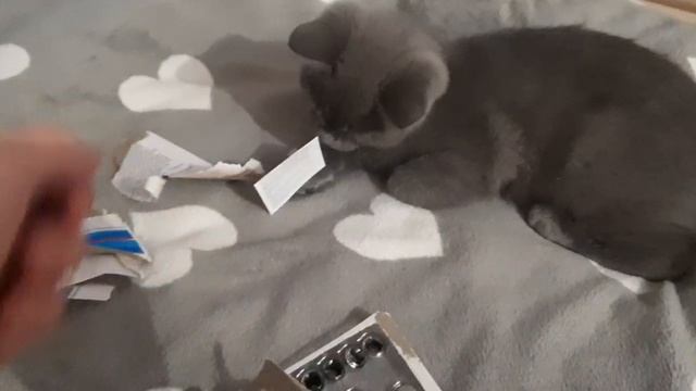 Я уже почти распечатал, скоро будем играть,  а у вас есть такая игрушка?