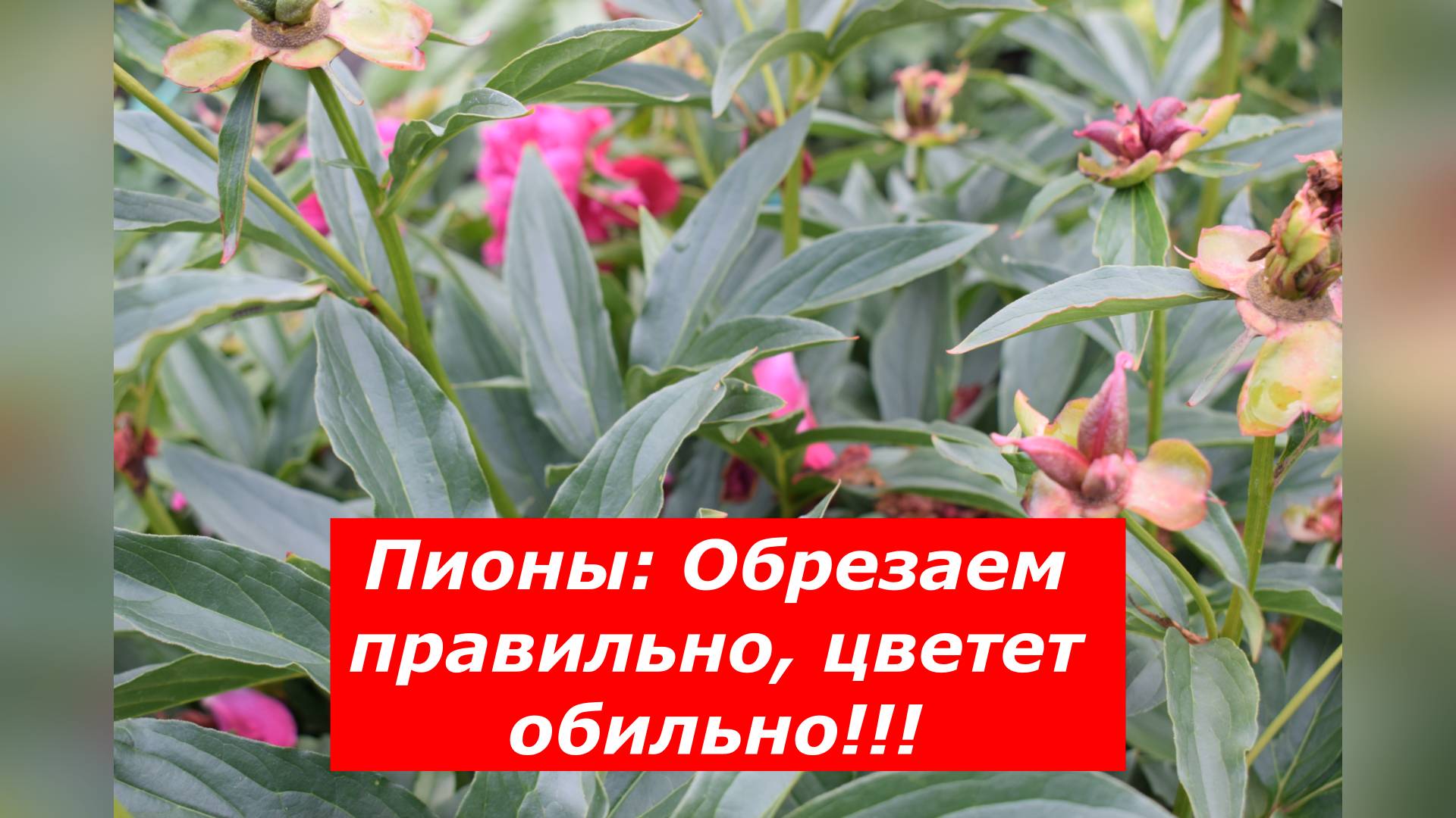 Когда и как удалять цветоносы у пиона? #цветы #пион #удаление цветоносов