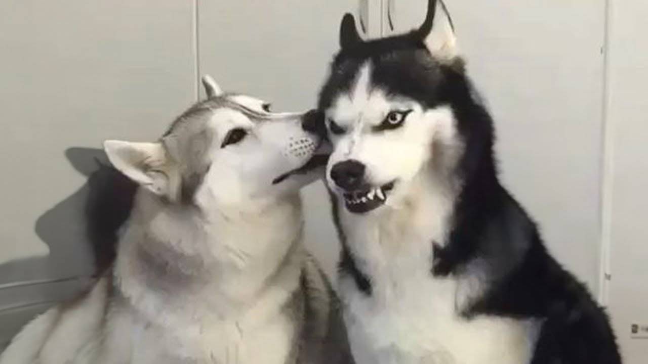 Самые ДРАМАТИЧНЫЕ видео с собаками 2025 года 🤣🐶 Смешные видео с собаками