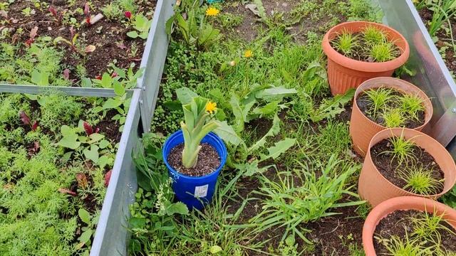 24-06-2025. Север Ленинградской области. Клубника. Теплицы. Огород.