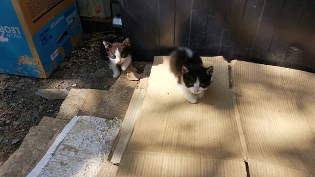 Дикие котята