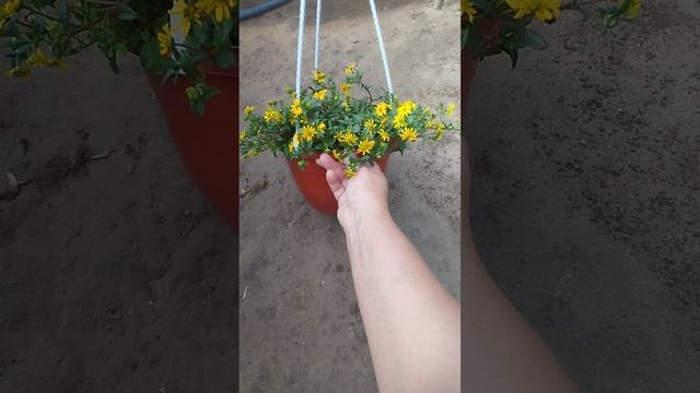 Санвиталия TRAILING YELLOW