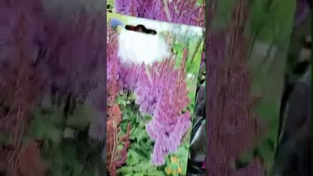 Готовимся к заказу по луковичным. Обращайтесь за предзаказом по номеру +79591379940