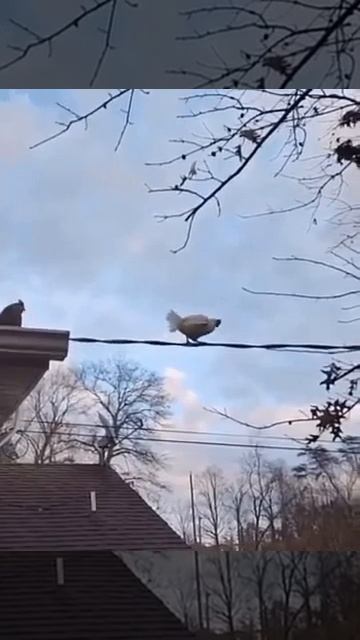 Побег из курятника 🐓🤩❤️😉