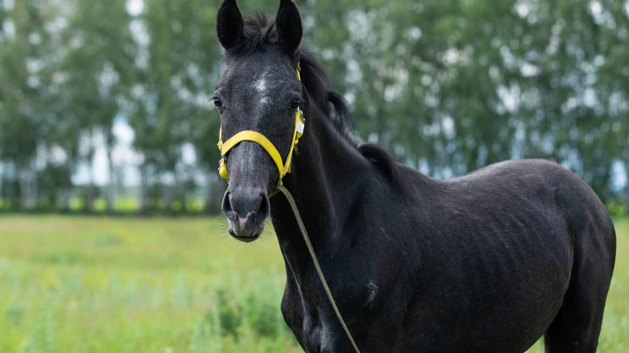 161-1 Орловский жеребчик