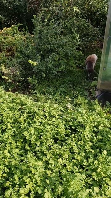 Сегодня Мачо прибыл с раннего утра на завтрак, плотно поел и отправился, в хорошем расположении духа