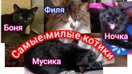 Самые милые котики.