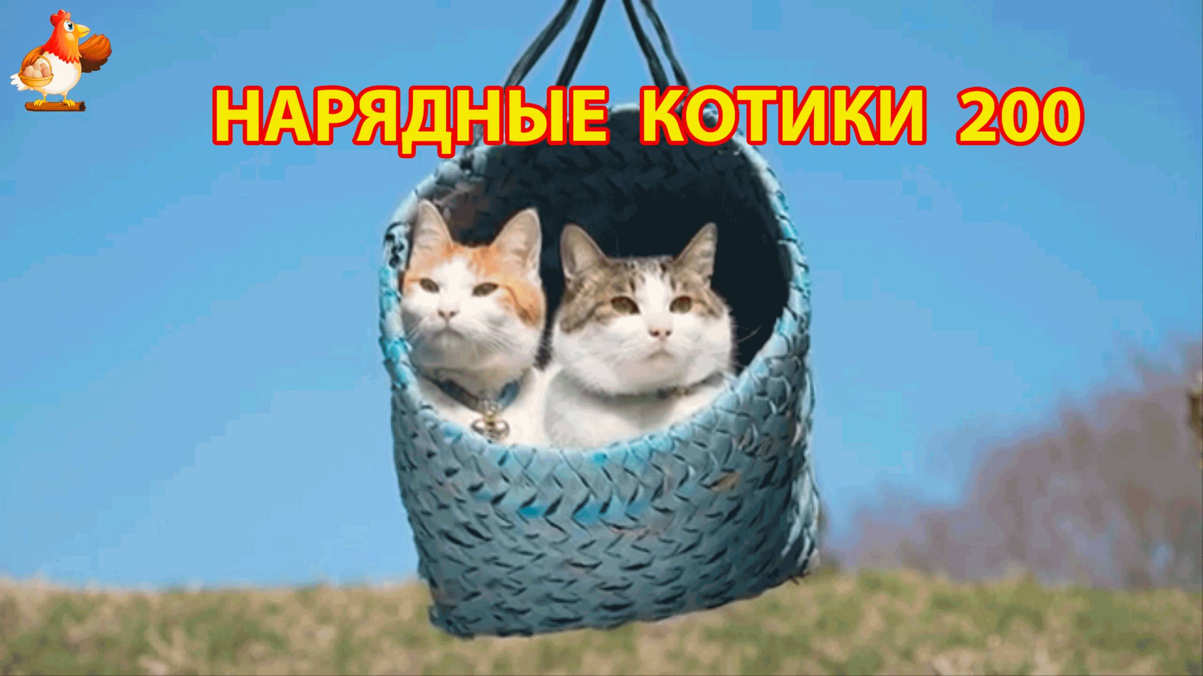 Нарядные Котики расслабляются на солнышке 🌞 🐈🐈🐈 (200)