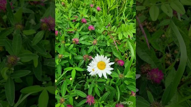 Цветы _ это  символ весны и лета..mp4