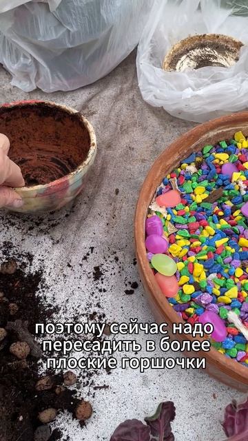 Ращу фиалки  / Growing violets #сад#цветыдлядома#комнатныецветы #дача#садоводничество#plants#цветы