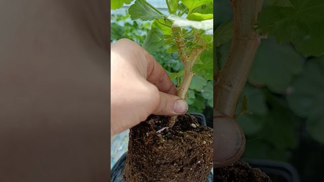 Пеларгония - 
одревесневший ствол-
 переукоренение- омоложение растения. Сорт: Edwards Elegance.