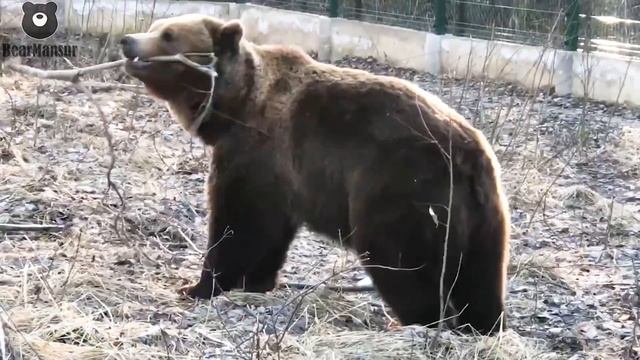 Медведь в весеннем лесу
