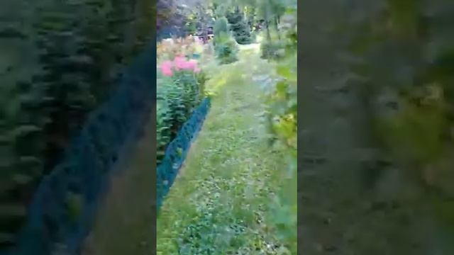 Чудо сад моей сестры Светланы . Шереметьево 2022 07 23