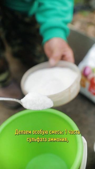 Три приёма в июне – и голубика усыпана крупными сладкими ягодами!