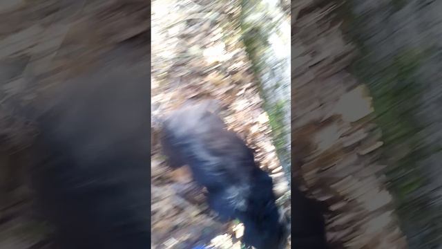 Гимнаст на бревне