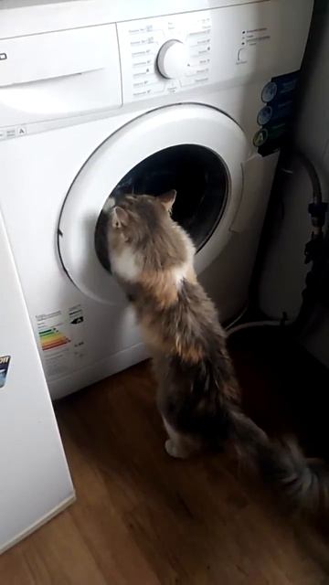 Кошак помогает в постирушке.
