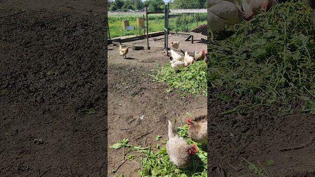 Зелень для курочек 🐔 или куда девать много травы 🐲