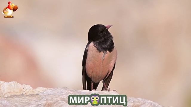 Мир птиц – красота и грация пернатых созданий Природы 🦩🦚🦜 Выпуск (241) 🦉🐦🐤