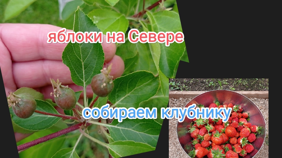 жизнь на Крайнем Севере/проснулись все клематисы/будут яблоки/цветут томаты