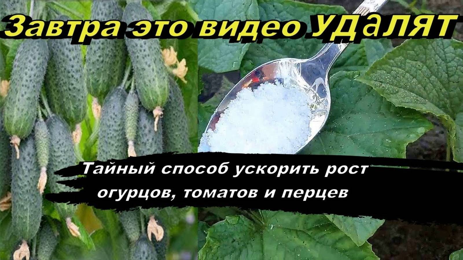 2 Ложки в воду и огурцы, томаты, перцы вмиг пойдут в рост