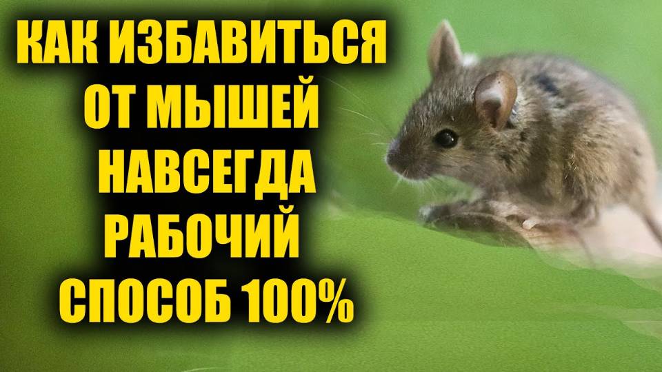 Как избавиться от мышей за 3 секунды навсегда. Рабочий способ 100% поможет избавиться от мышей_