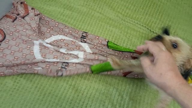 Фея после высохшего воробья ❣️ 🐕 🙊