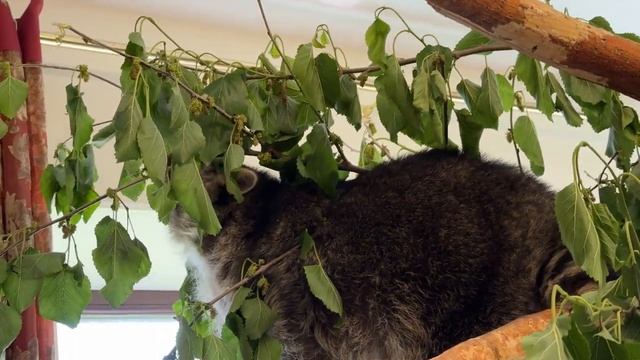 Енот Марсель занял территорию в лесу.