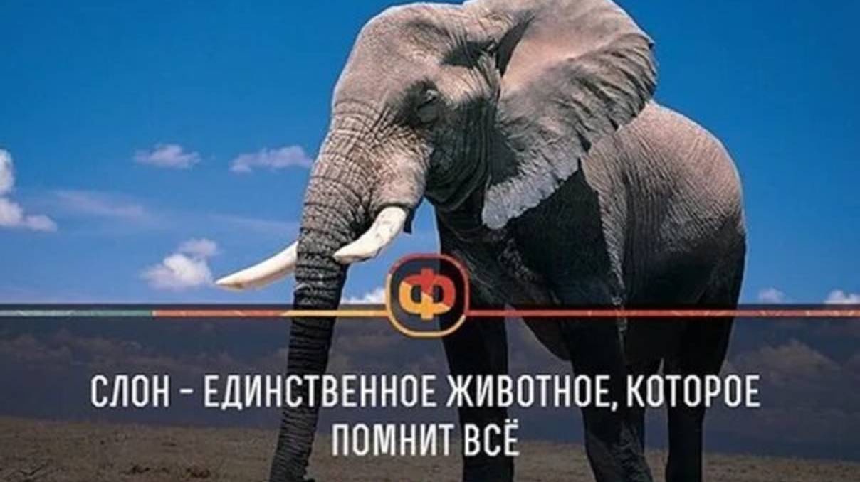 Слоны и их память