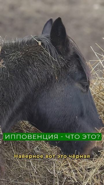 Как лошади помогают понять свои желания?